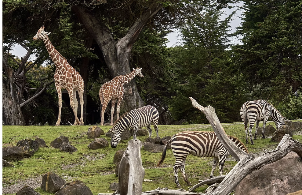 How Zoos Can Use On-Site Composting to Reduce Waste 16 How Zoos Can Use On-Site Composting to Reduce Waste